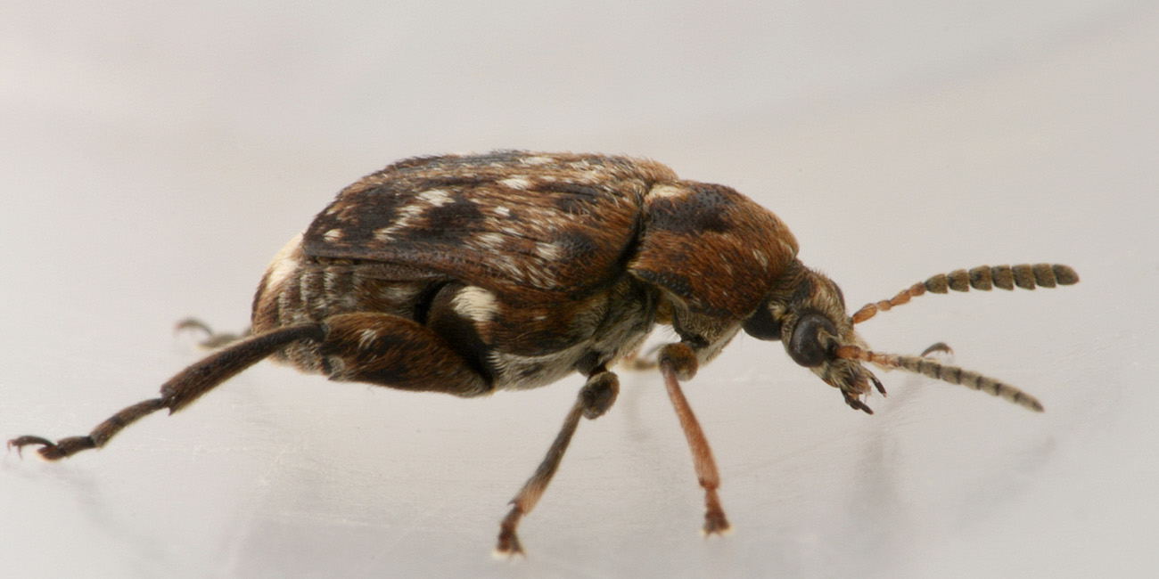 Chrysomelidae Bruchinae:   Bruchus pisorum